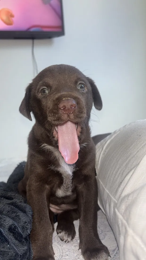 Cachorro raça SRD-ViraLata idade 2 a 6 meses nome Alcione 
