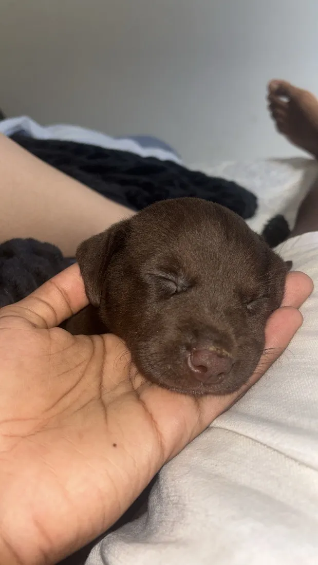 Cachorro raça SRD-ViraLata idade 2 a 6 meses nome Alcione 