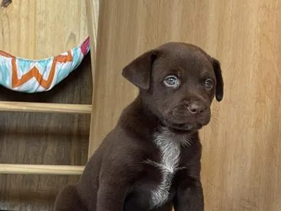 Cachorro raça SRD-ViraLata idade 2 a 6 meses nome Alcione 