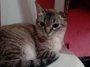 Gato raça SRD-ViraLata idade 2 anos nome Milena Júlia