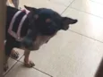 pinga