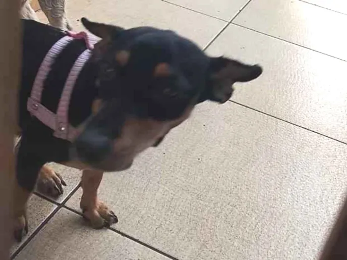 Cachorro raça Pinscher idade 7 a 11 meses nome pinga