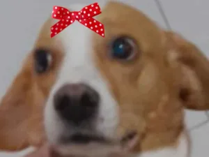 Cachorro raça SRD-ViraLata idade 2 anos nome Vitória 