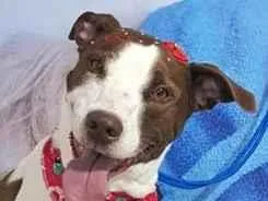 Cachorro raça SRD-ViraLata idade 6 ou mais anos nome Leia