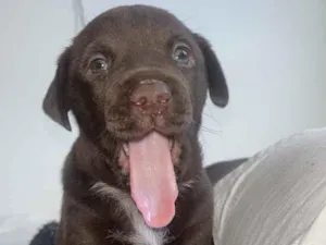 Cachorro raça SRD-ViraLata idade 2 a 6 meses nome Alcione 
