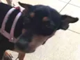 pinga
