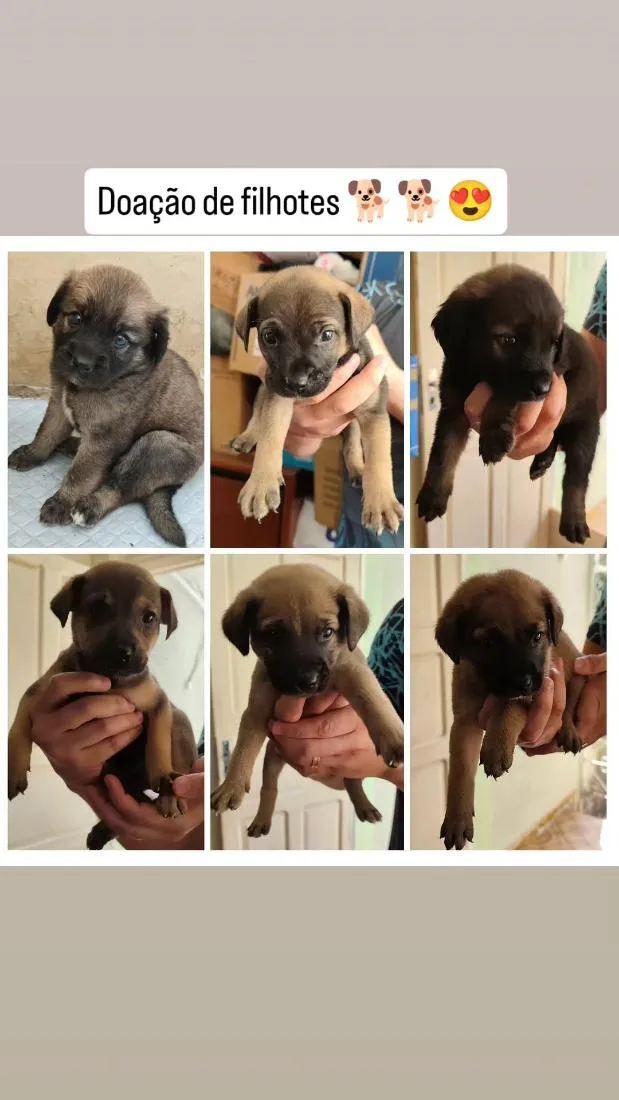 Cachorro raça SRD-ViraLata idade Abaixo de 2 meses nome sem nomes ainda 