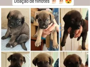Cachorro raça SRD-ViraLata idade Abaixo de 2 meses nome sem nomes ainda 