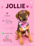 Jollie 