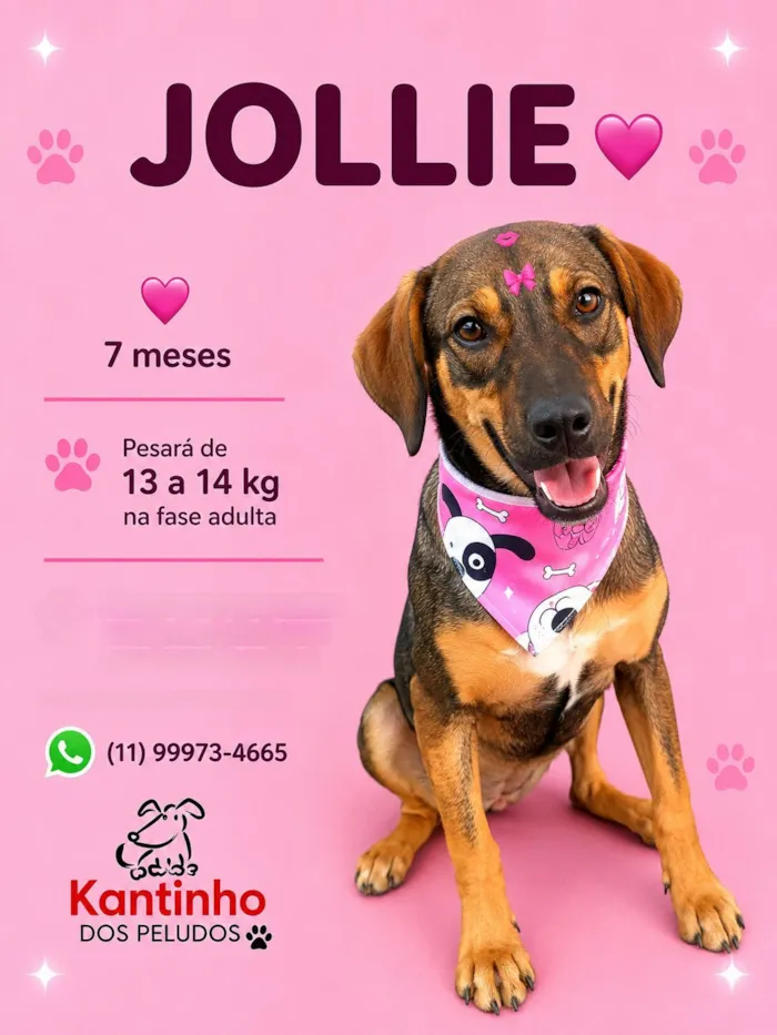 Cachorro raça SRD-ViraLata idade 7 a 11 meses nome Jollie 