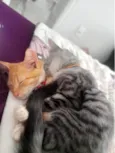 Simba e Coração 