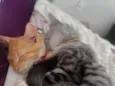 Simba e Coração 