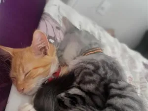 Gato raça SRD-ViraLata idade 2 a 6 meses nome Simba e Coração 