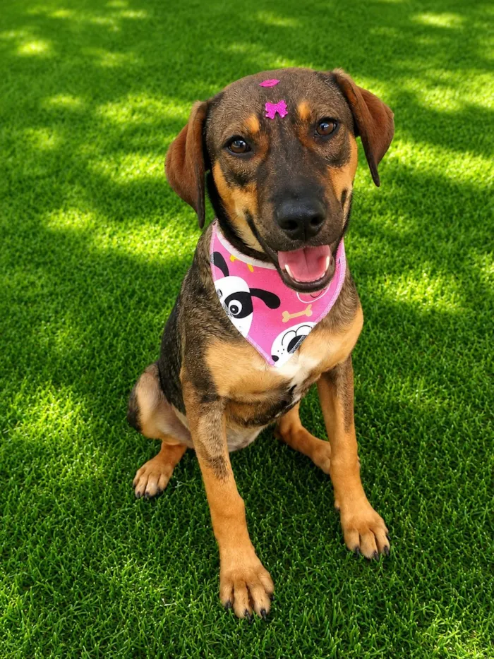 Cachorro raça SRD-ViraLata idade 7 a 11 meses nome Jollie 