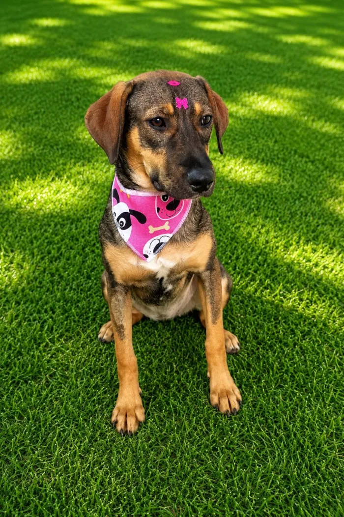 Cachorro raça SRD-ViraLata idade 7 a 11 meses nome Jollie 