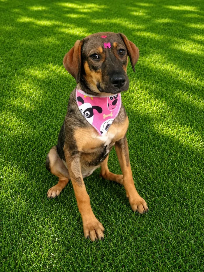 Cachorro raça SRD-ViraLata idade 7 a 11 meses nome Jollie 