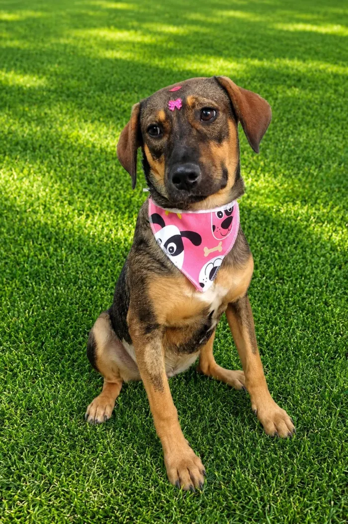 Cachorro raça SRD-ViraLata idade 7 a 11 meses nome Jollie 