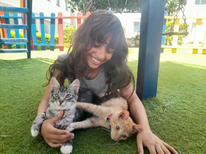 Gato raça SRD-ViraLata idade 2 a 6 meses nome Simba e Coração 