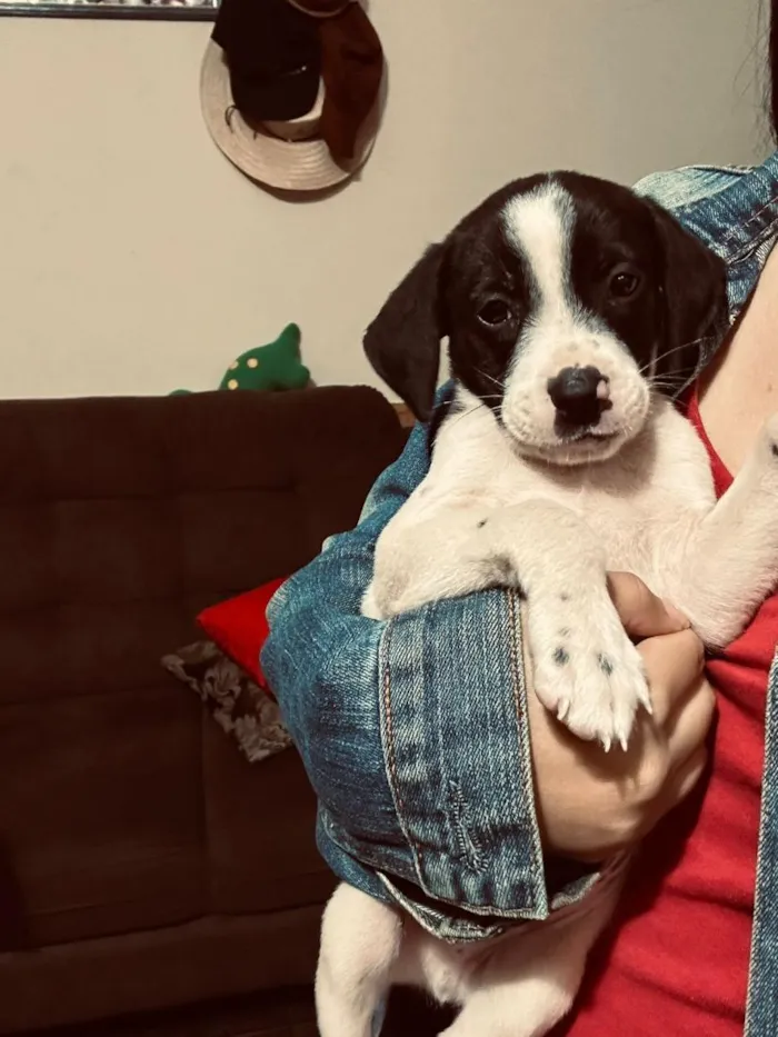 Cachorro raça SRD-ViraLata idade 2 a 6 meses nome doação filhote 