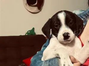 Cachorro raça SRD-ViraLata idade 2 a 6 meses nome doação filhote 