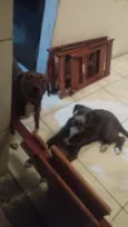 Laika