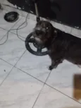 Laika