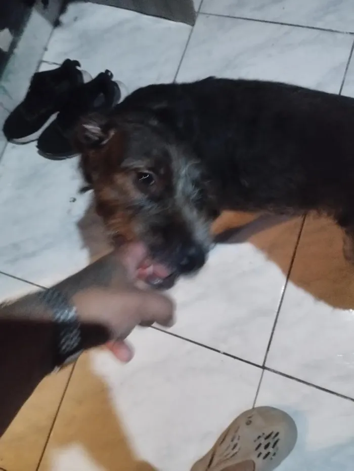 Cachorro raça SRD-ViraLata idade 2 a 6 meses nome Laika