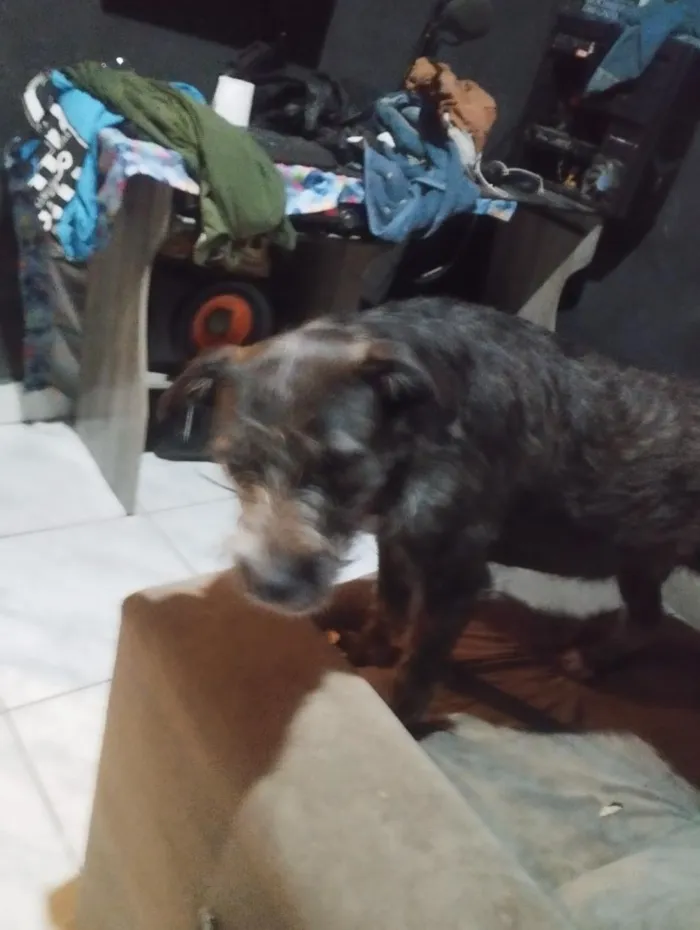Cachorro raça SRD-ViraLata idade 2 a 6 meses nome Laika