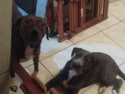Cachorro raça SRD-ViraLata idade 2 a 6 meses nome Laika