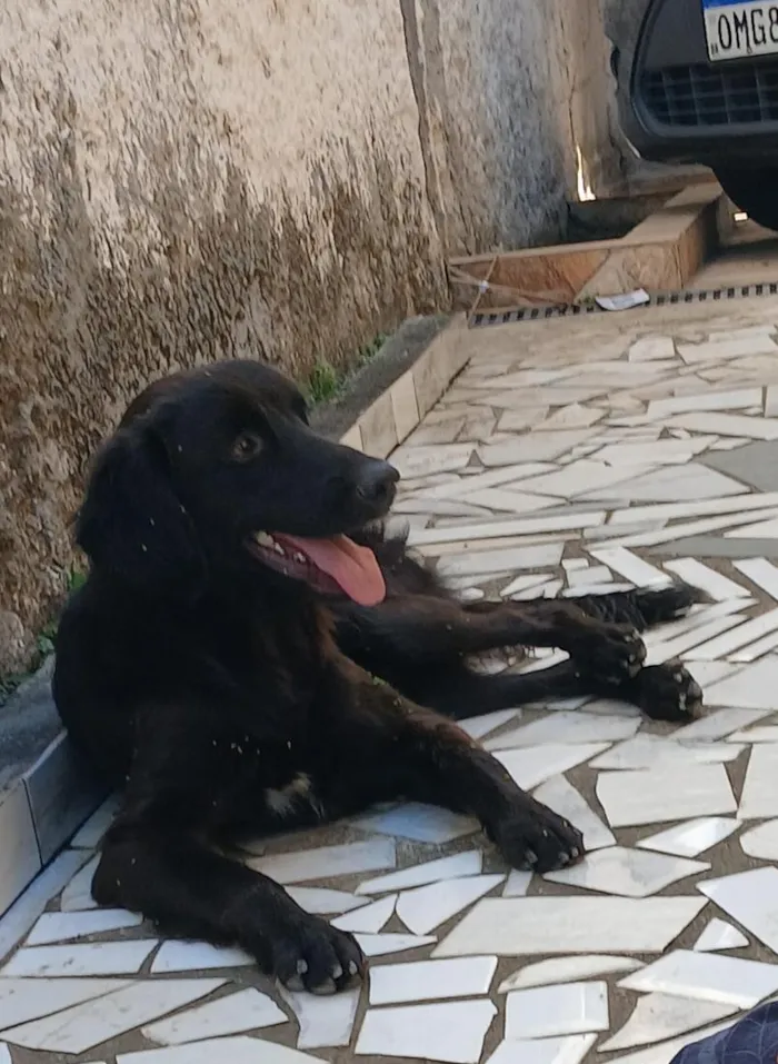 Cachorro raça SRD-ViraLata idade 1 ano nome Toddy