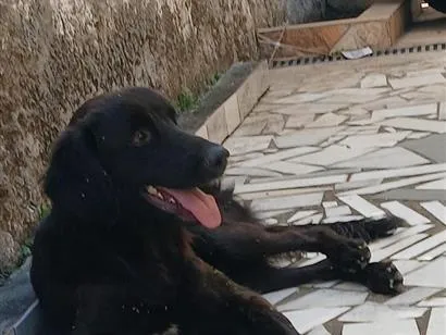 Cachorro raça SRD-ViraLata idade 1 ano nome Toddy