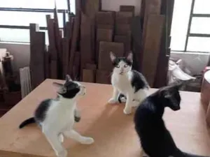 Gato raça SRD-ViraLata idade 2 a 6 meses nome Aviador ,Marinheiro e Preto