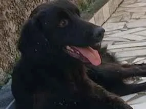 Cachorro raça SRD-ViraLata idade 1 ano nome Toddy
