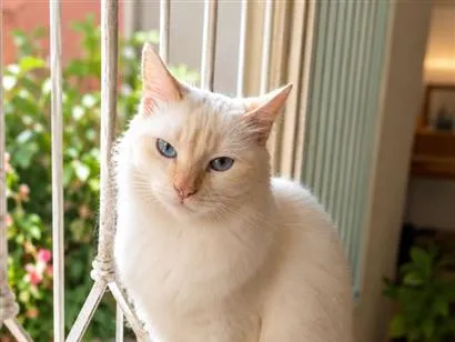 Gato raça SRD-ViraLata idade 1 ano nome Brisa