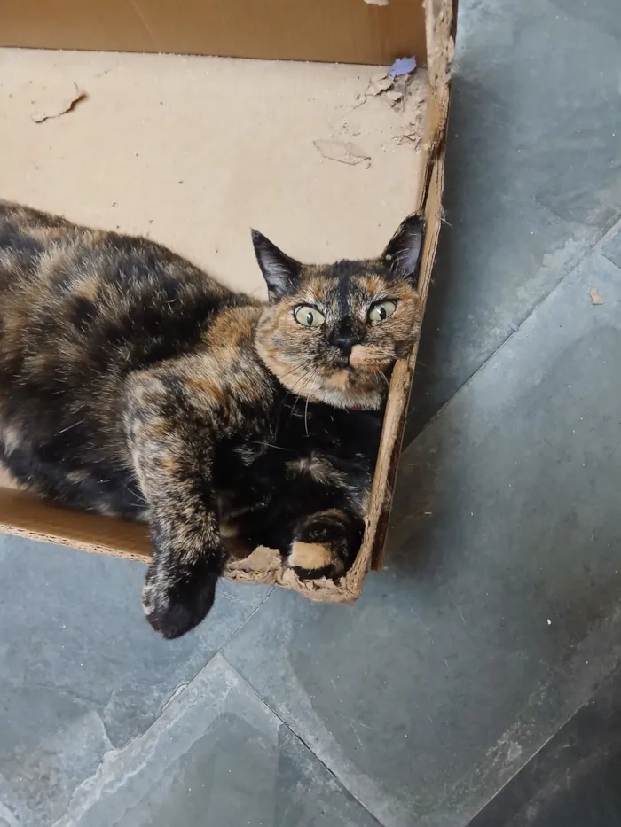 Gato raça SRD-ViraLata idade 1 ano nome Fryda