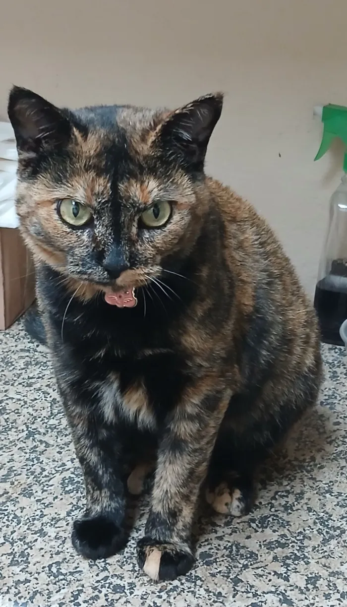 Gato raça SRD-ViraLata idade 1 ano nome Fryda