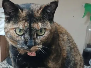 Gato raça SRD-ViraLata idade 1 ano nome Fryda
