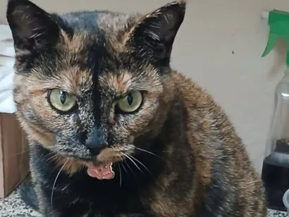 Gato raça SRD-ViraLata idade 1 ano nome Fryda