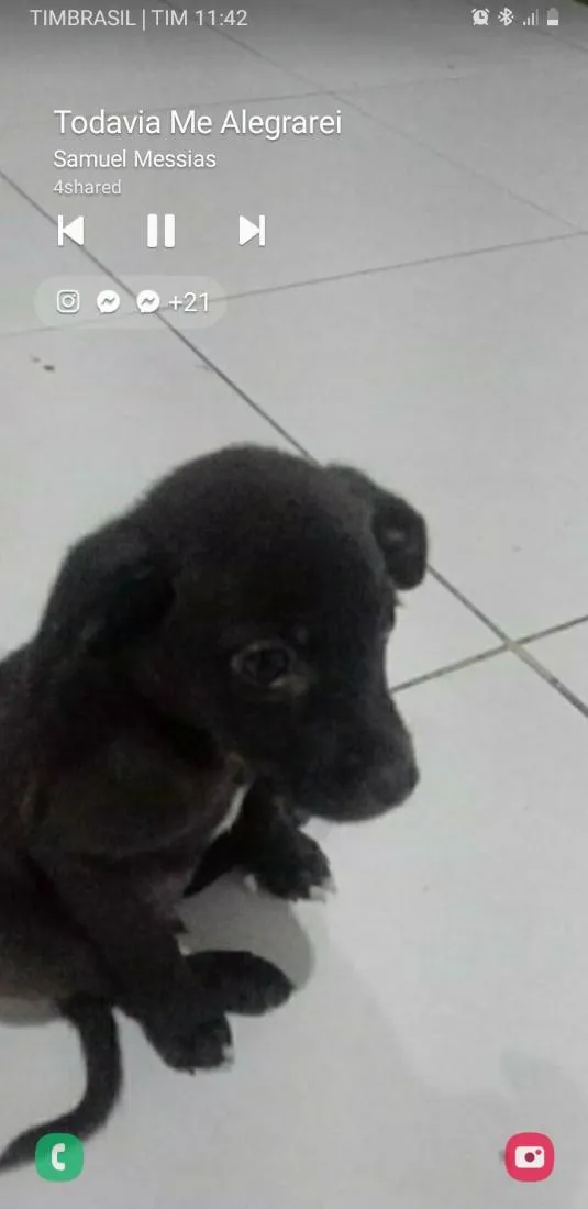 Cachorro raça SRD-ViraLata idade 2 a 6 meses nome negresco