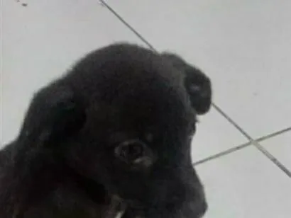 Cachorro raça SRD-ViraLata idade 2 a 6 meses nome negresco