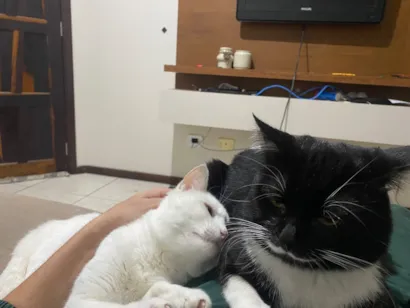 Gato raça SRD-ViraLata idade 2 anos nome Gundogan 