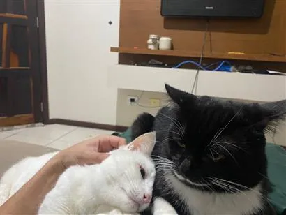 Gato raça SRD-ViraLata idade 2 anos nome Gundogan 