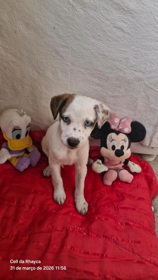 Cachorro raça SRD-ViraLata idade 2 a 6 meses nome Amora