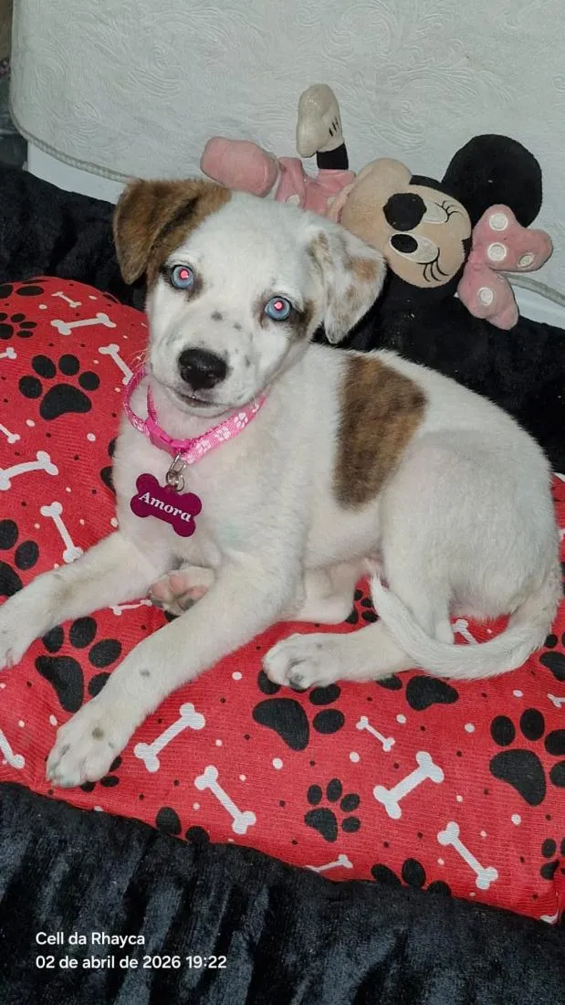 Cachorro raça SRD-ViraLata idade 2 a 6 meses nome Amora