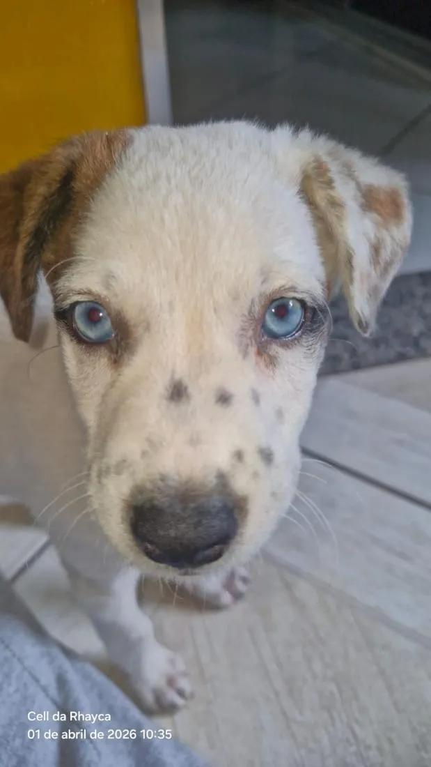 Cachorro raça SRD-ViraLata idade 2 a 6 meses nome Amora