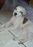 Amora