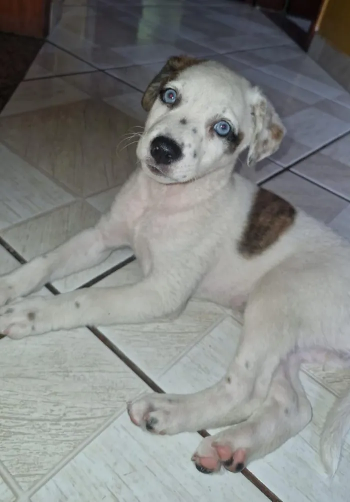 Cachorro raça SRD-ViraLata idade 2 a 6 meses nome Amora