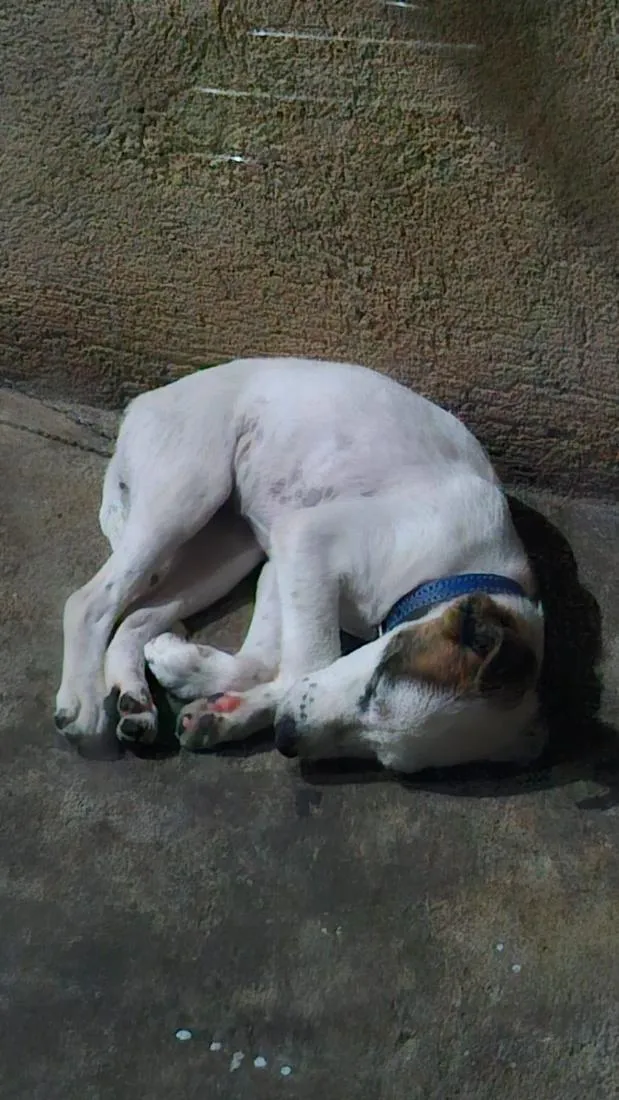 Cachorro raça SRD-ViraLata idade 2 a 6 meses nome Amora