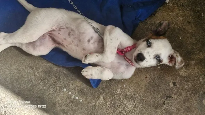 Cachorro raça SRD-ViraLata idade 2 a 6 meses nome Amora