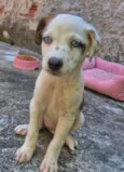 Amora
